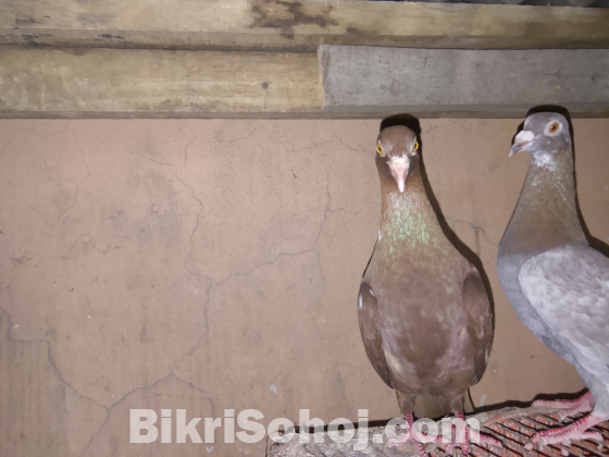 Red Baghdadi Homer Single Nor